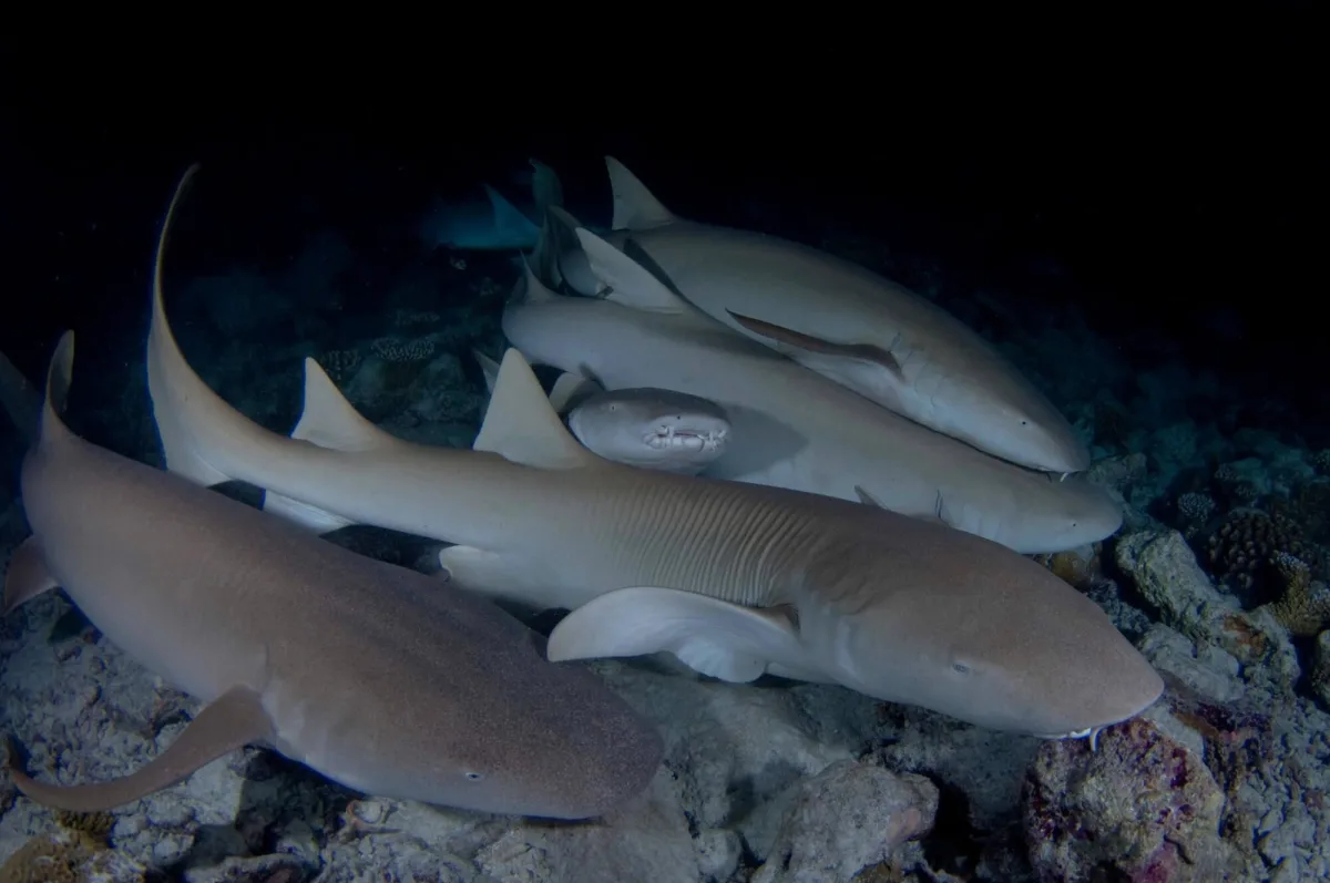 Swim with Nurse Sharks Maldives Experience