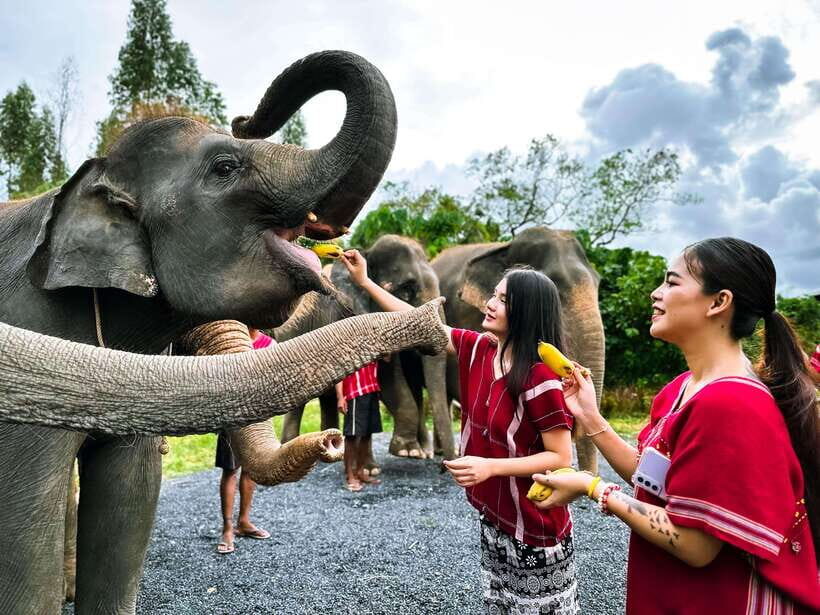 Your experience at Phuket Elephant Beach Walk