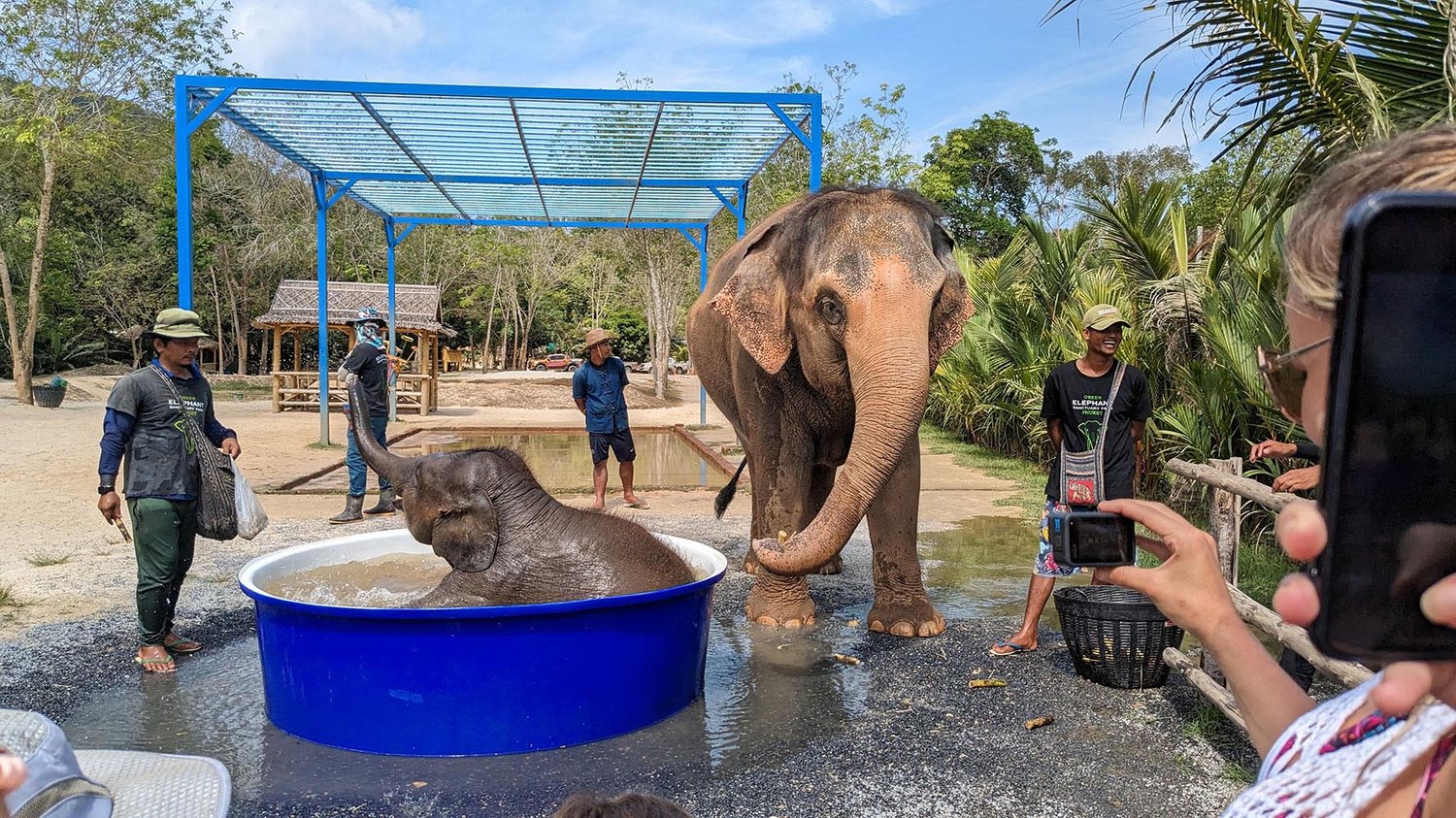Phuket Elephant Beach Walk Experience