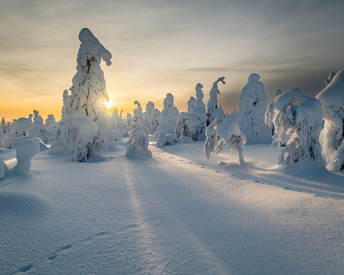 Tykky Forest
