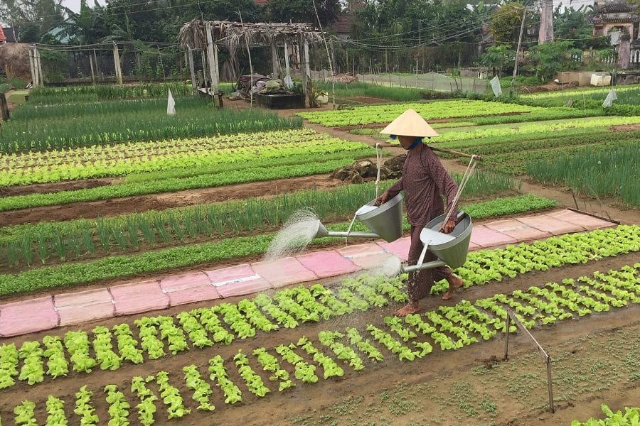 Ingredient Harvesting