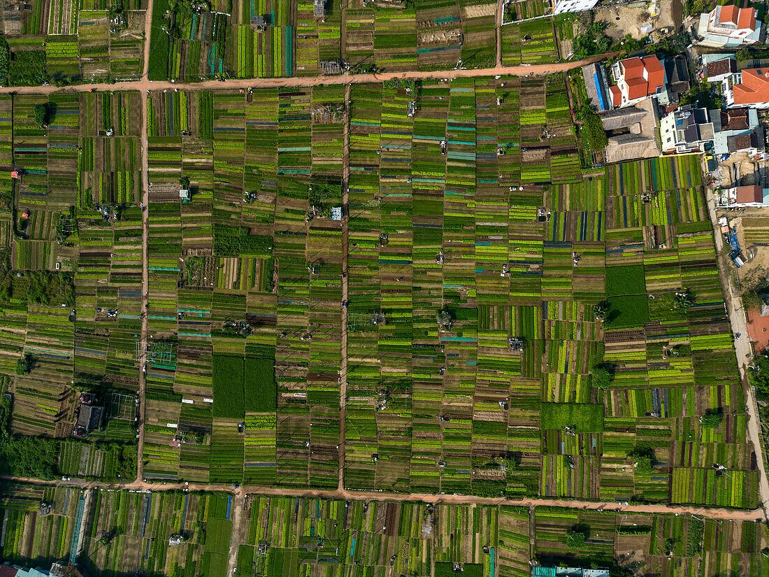 Cam Ha Rice Fields