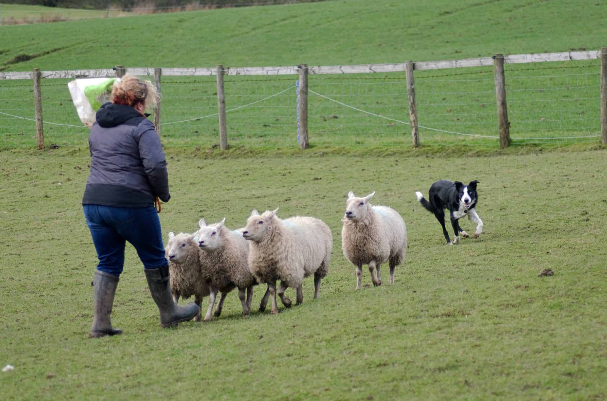 Sheepdog Demonstration Wicklow at Glendalough