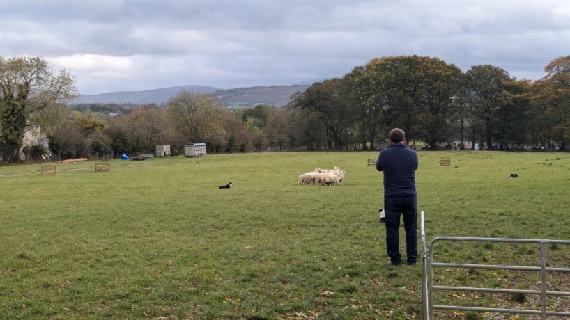 Your experience at Sheepdog Demonstration Wicklow