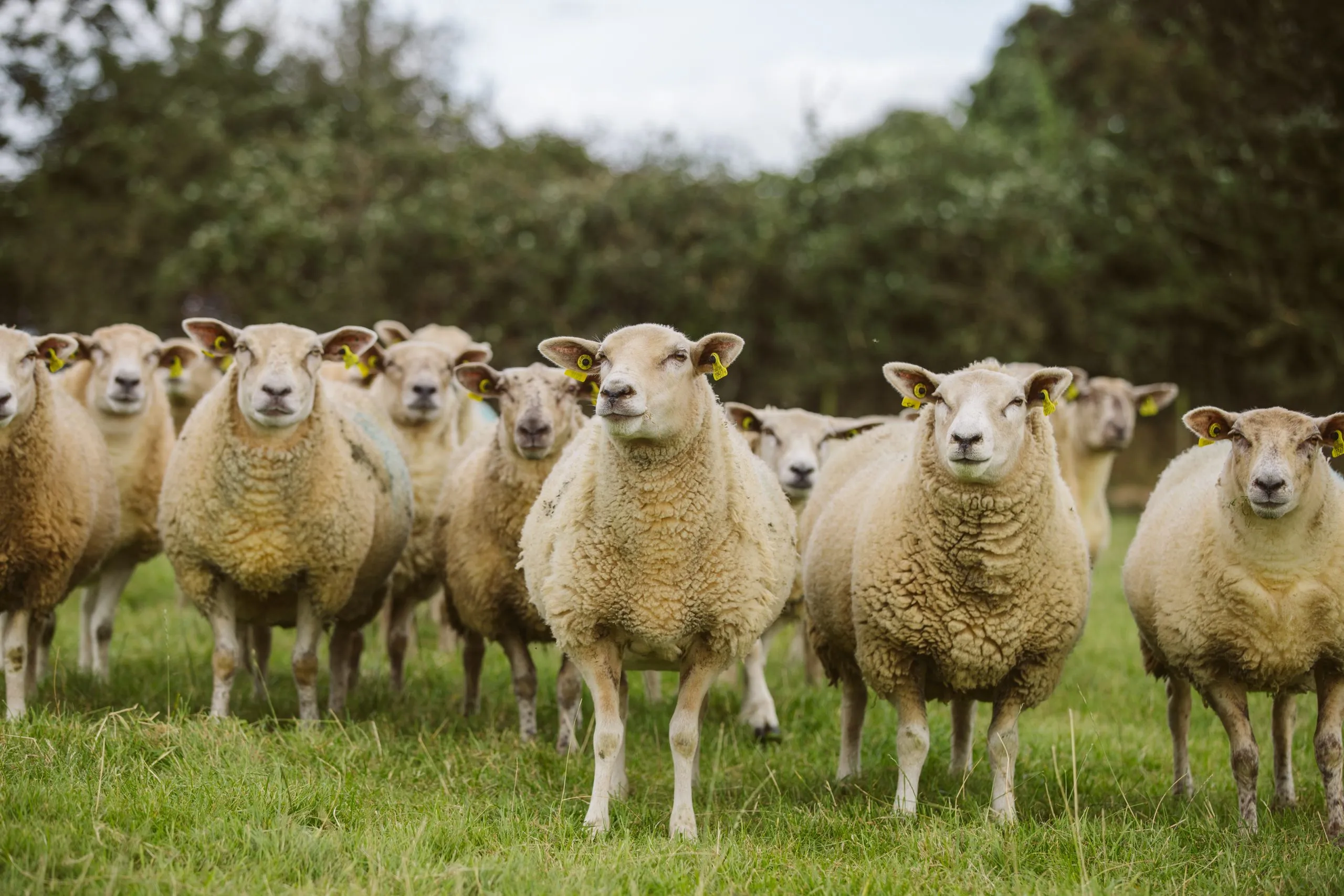Where the primary sheepdog demonstration Wicklow takes place. Observe how handlers guide dogs using whistles and voice commands.