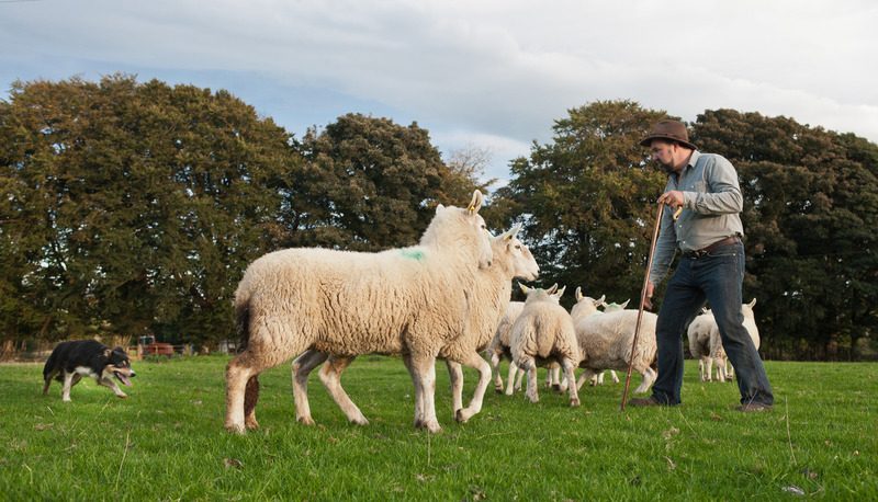 Sheepdog Demonstration Wicklow