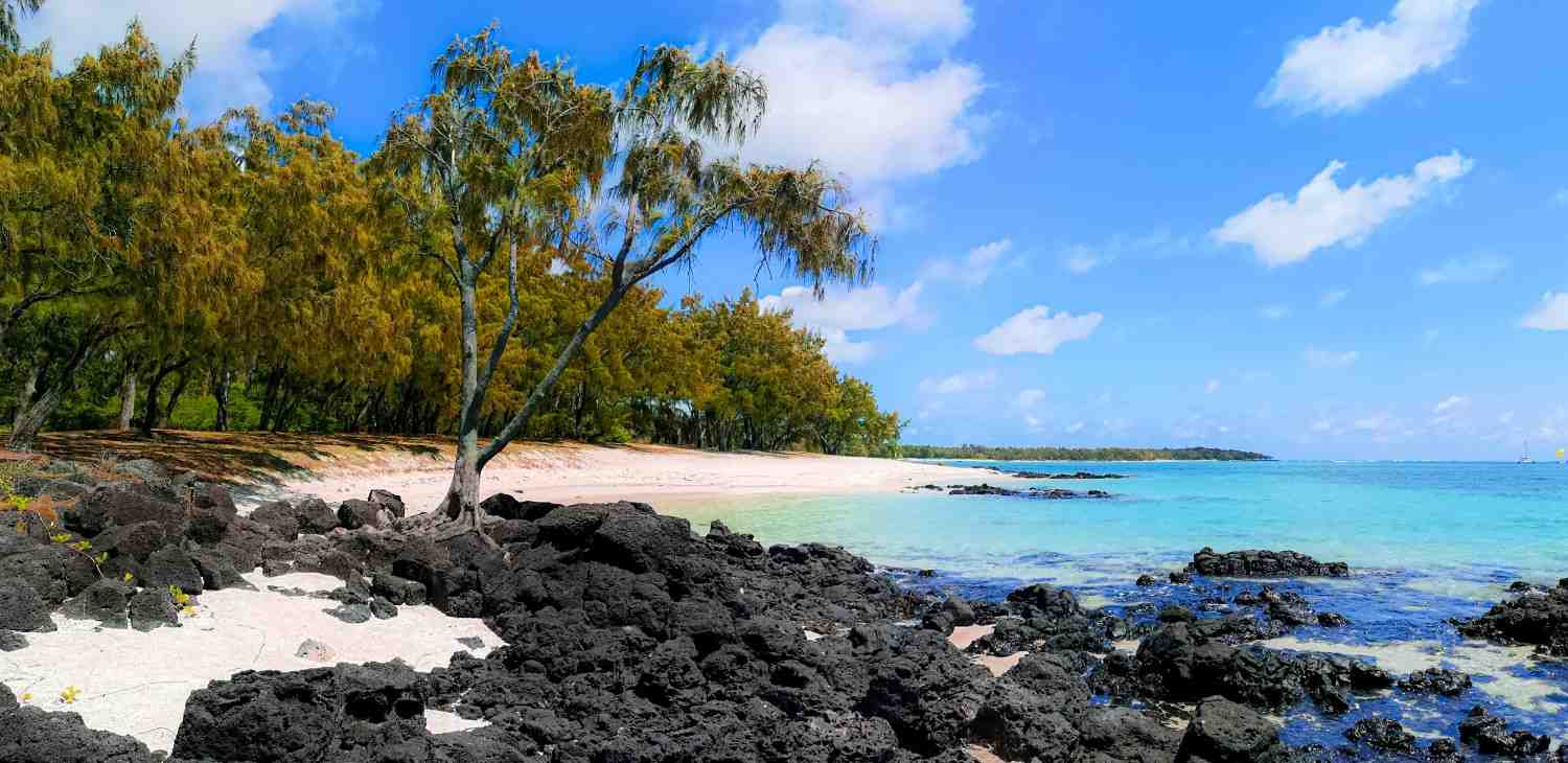 Tropical Vegetation