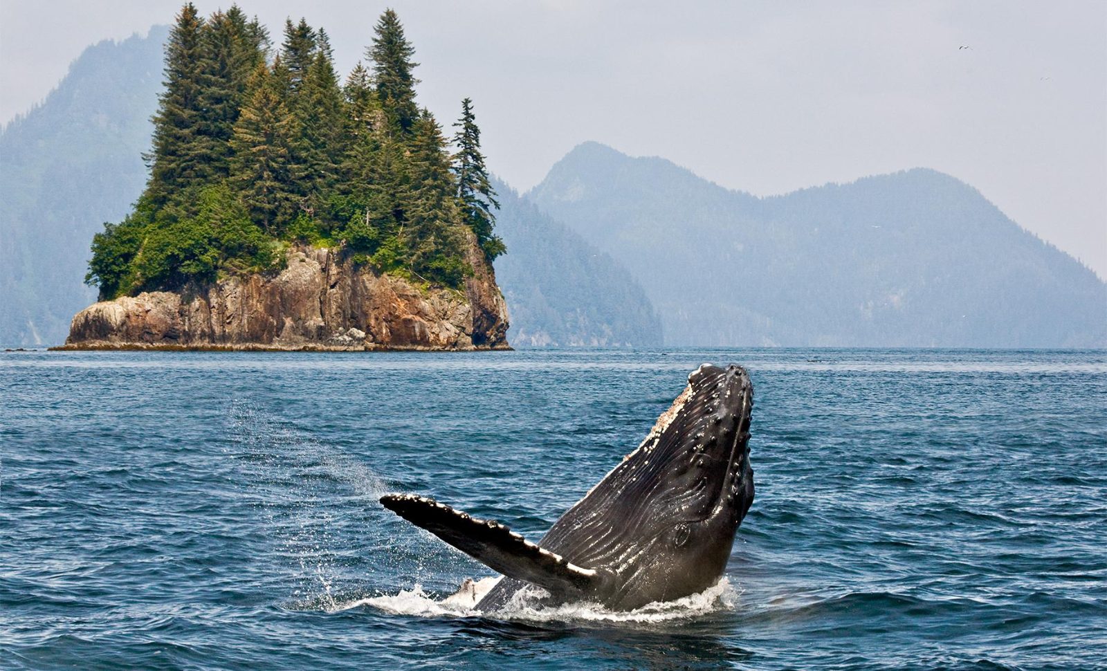 Hoonah Whale Watching