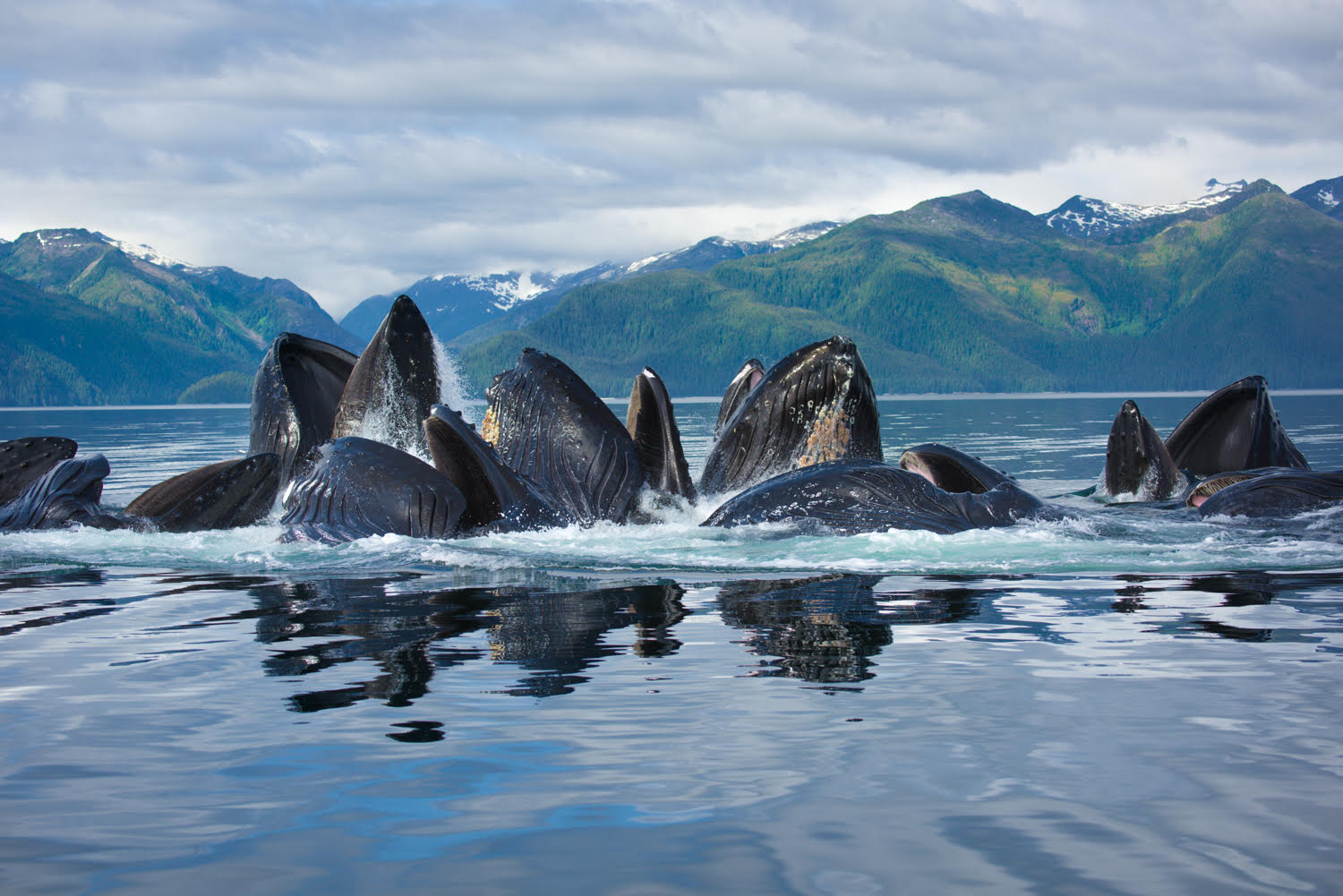 Your experience at Hoonah Whale Watching