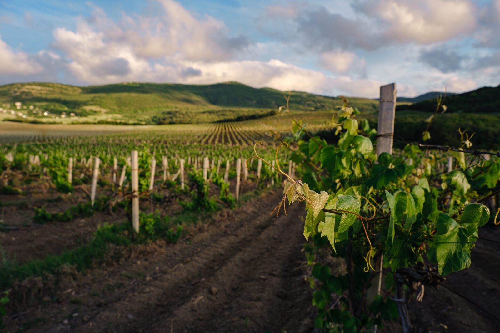 Dealu Mare Wine Tour