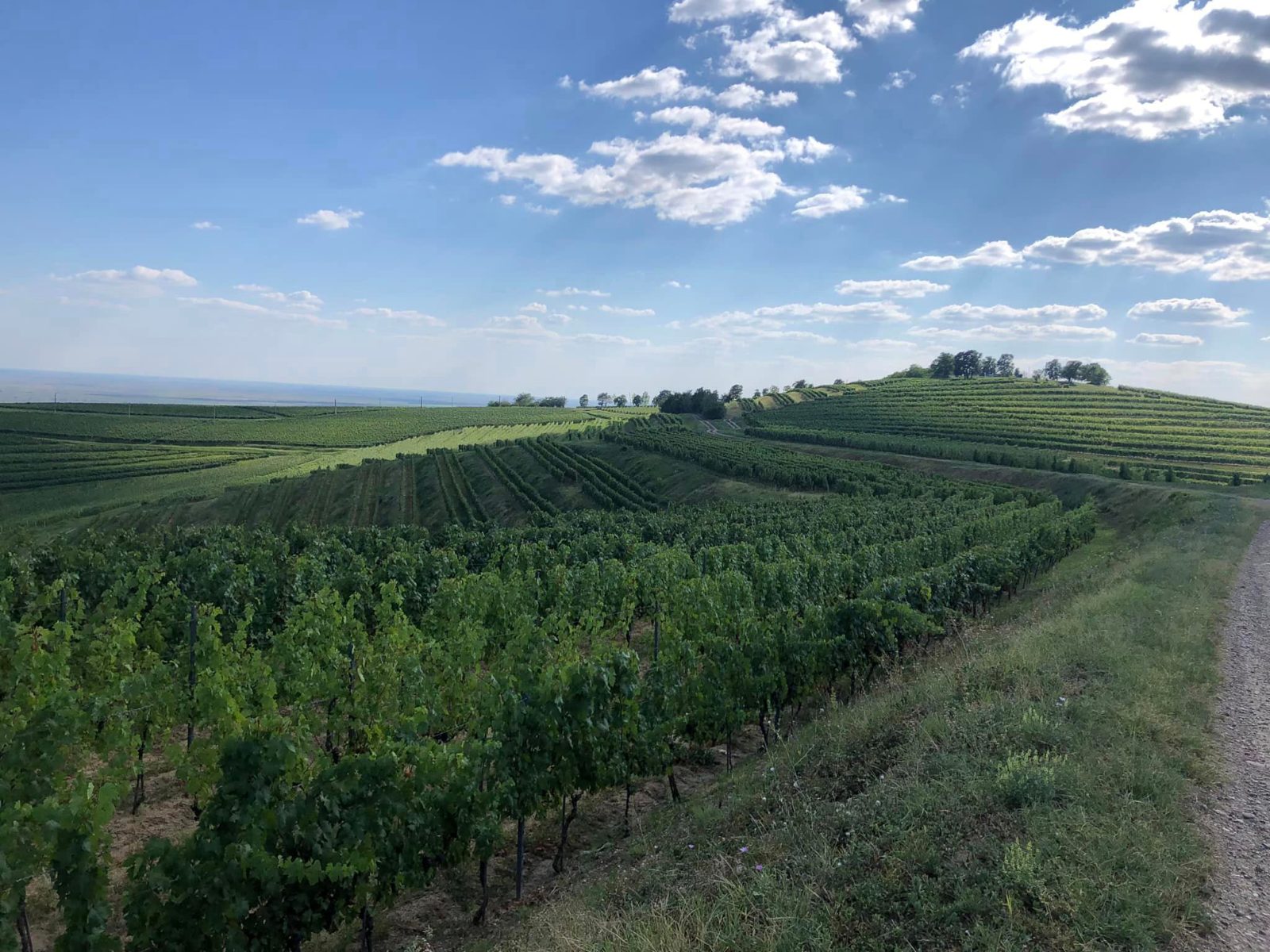 Dealu Mare Wine Tour Experience