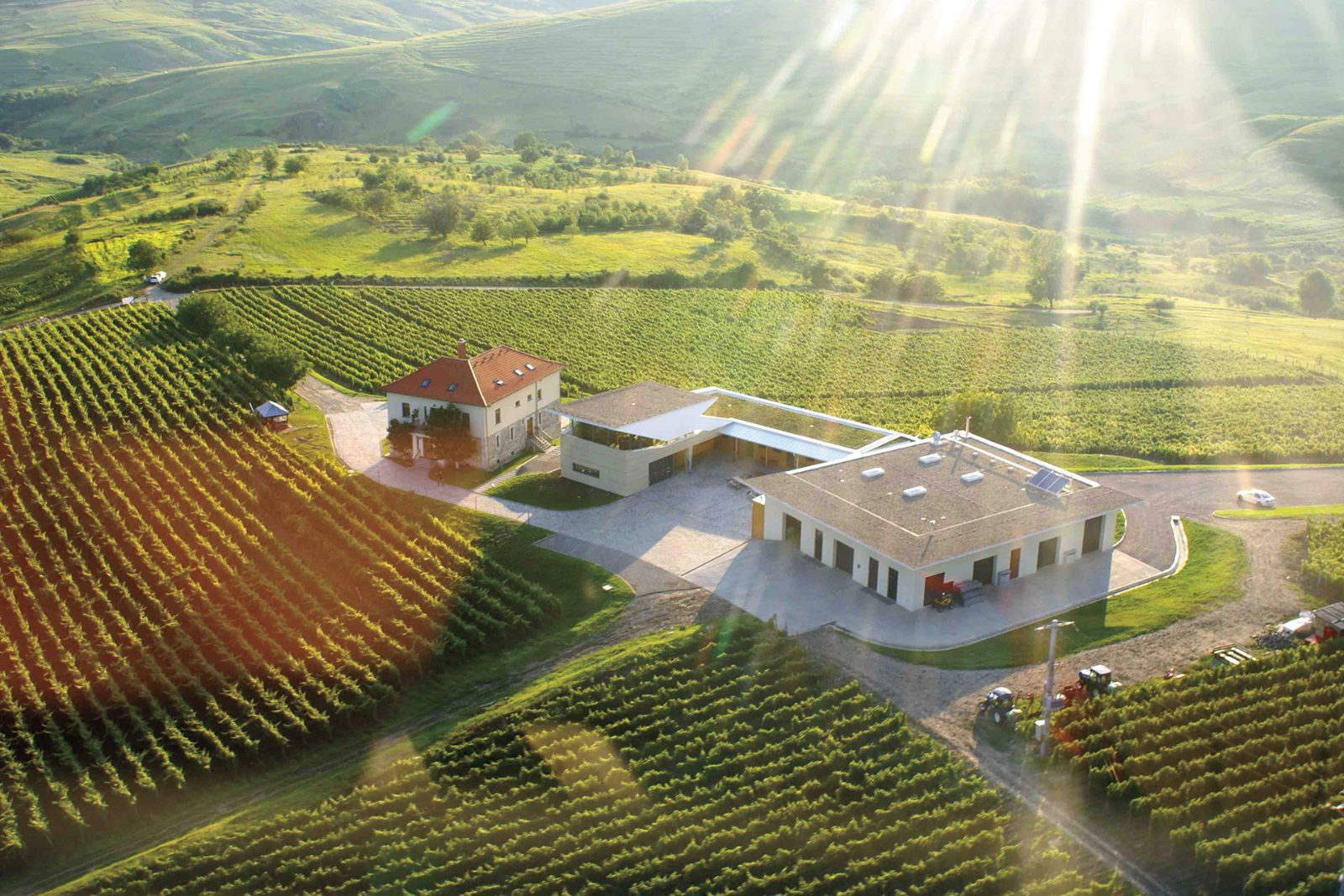 LacertA Winery