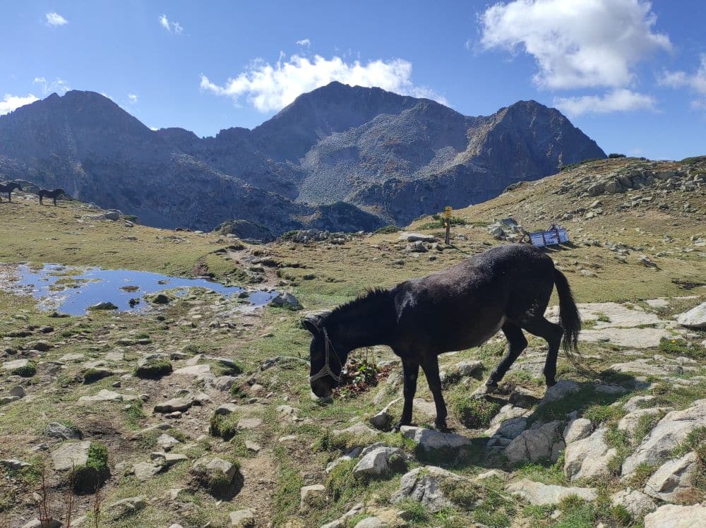 Bansko Horse Riding Mountain Trails