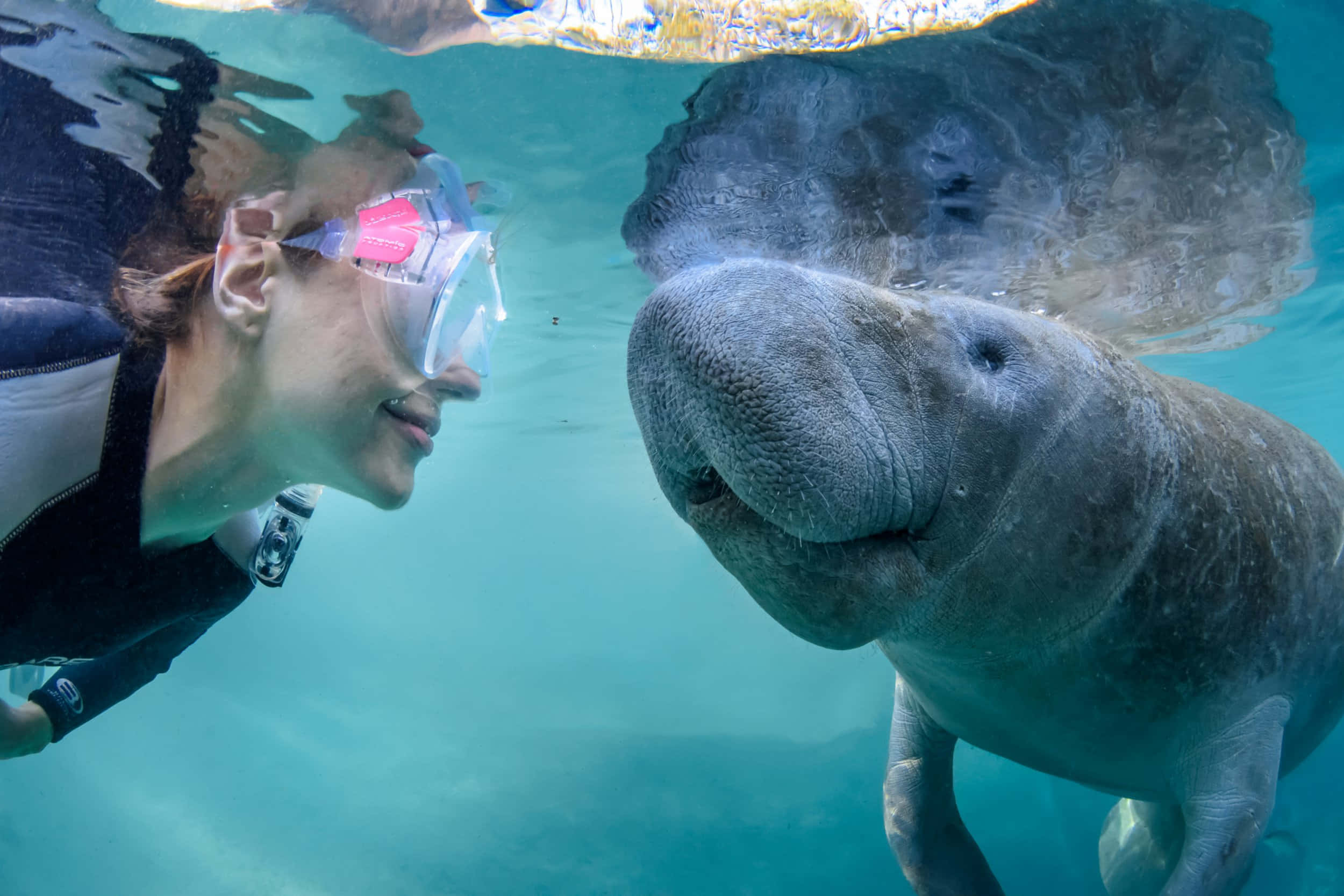 Your experience at Swim With Manatees From Orlando