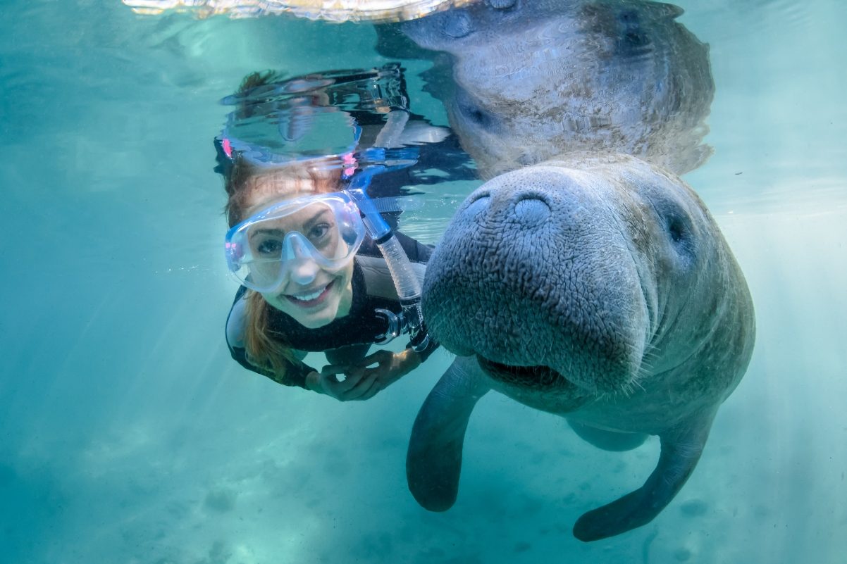 Swim With Manatees From Orlando