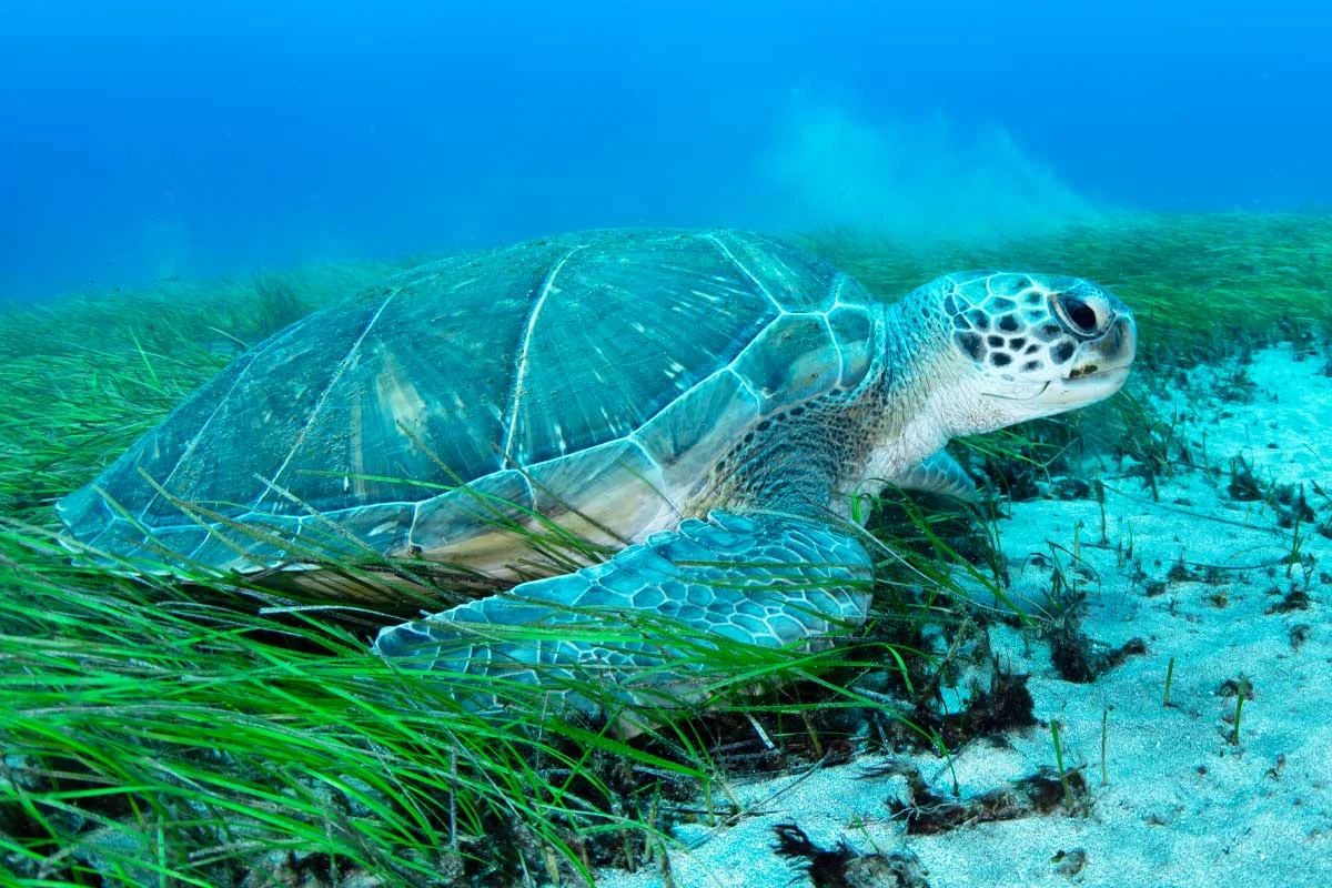 Marine Ecosystems