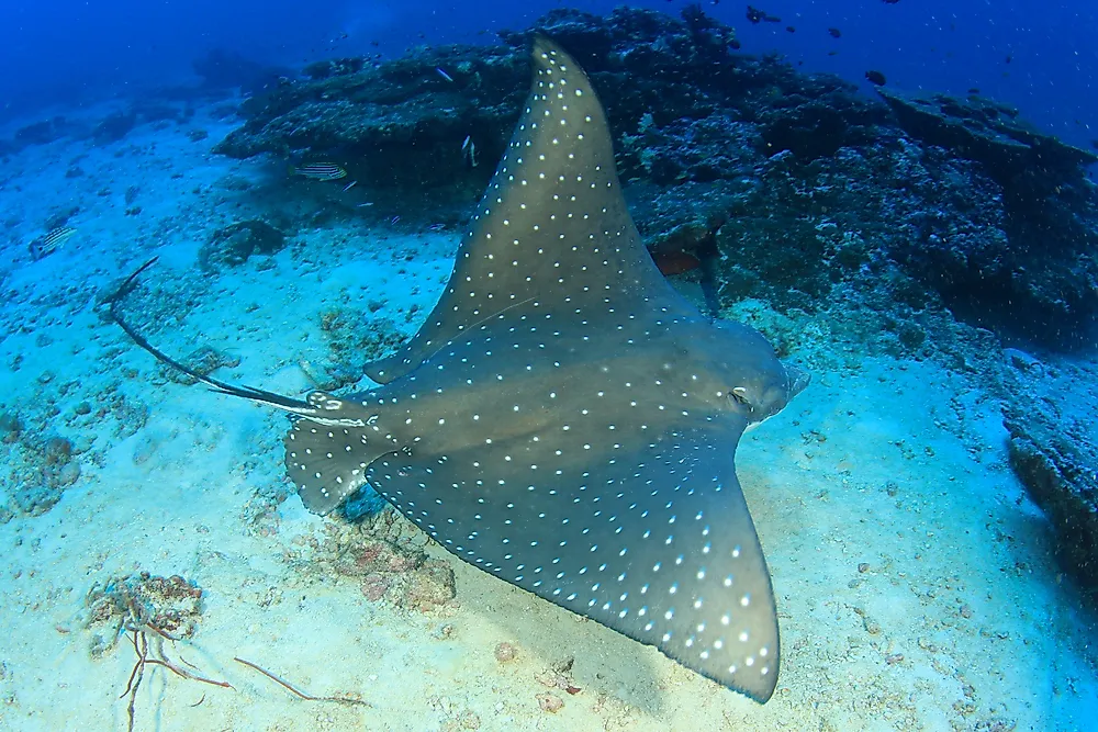 Atlantic Seabed