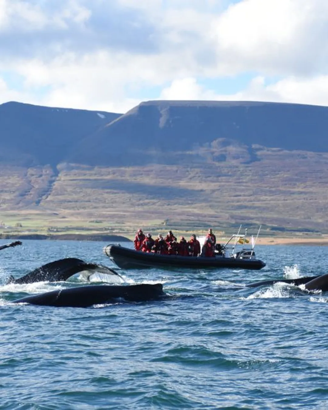 Your experience at Reykjavik Whale Watching Rib