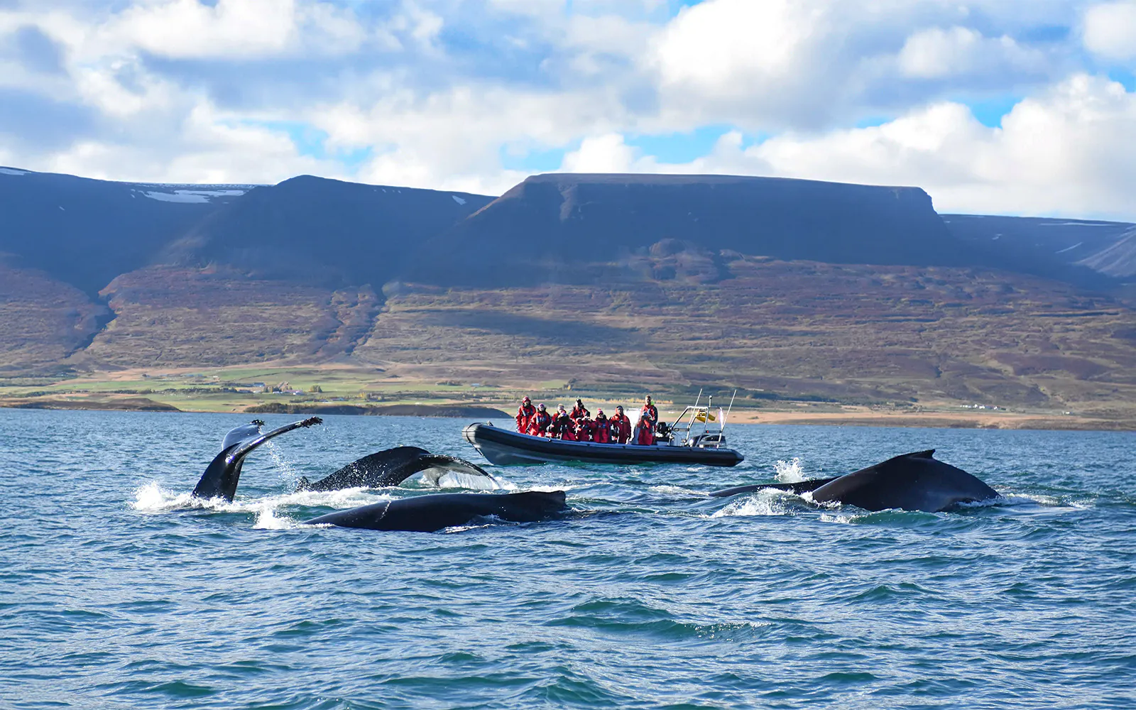 Reykjavik Whale Watching RIB Adventure