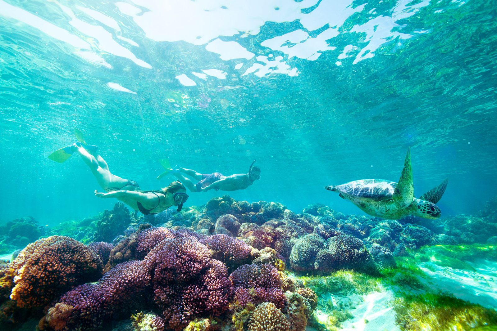 Your experience at Fitzroy and Green Island Tour