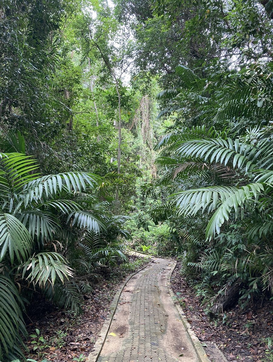 Rainforest Walk