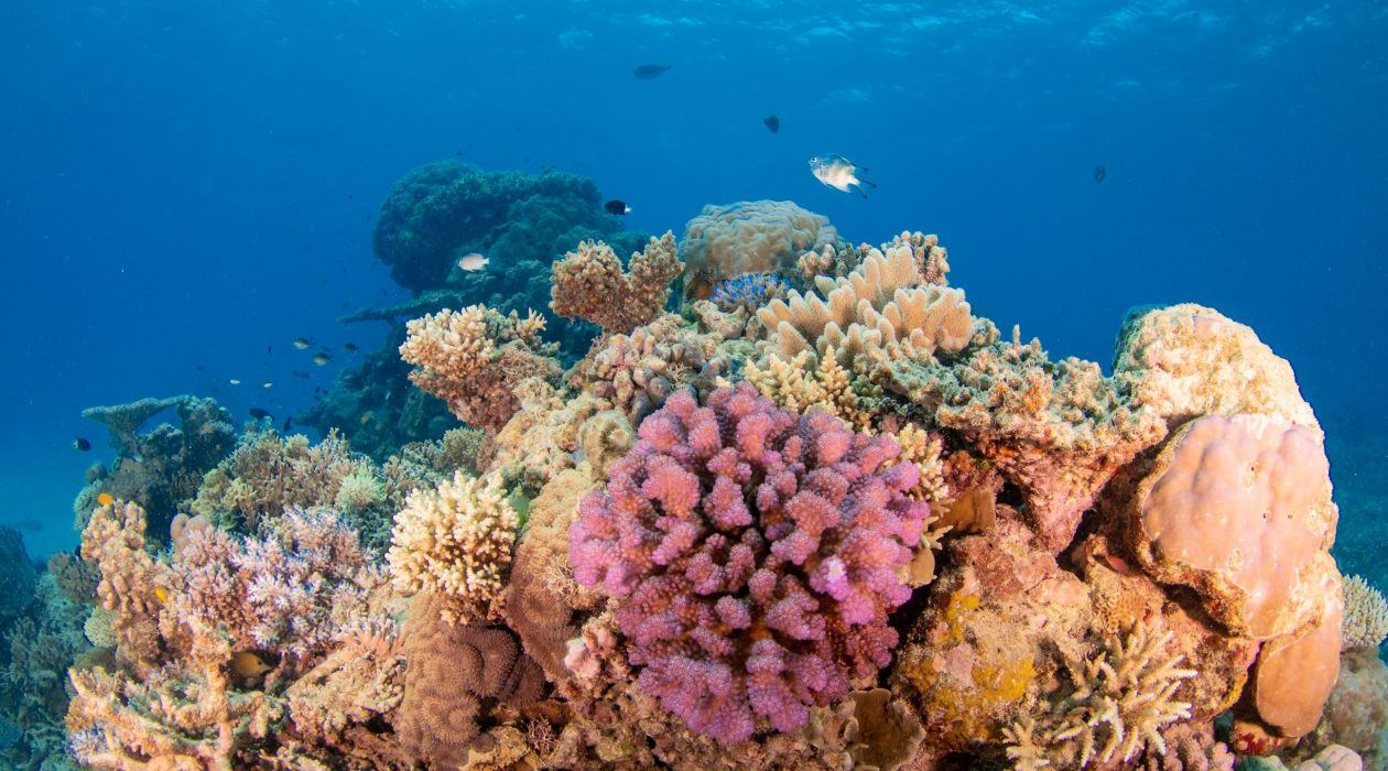 Coral Gardens