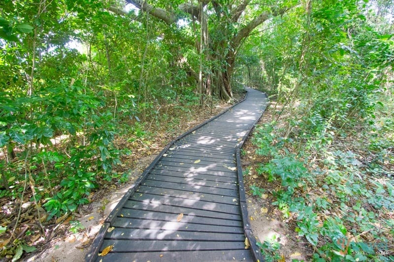 Rainforest Boardwalk