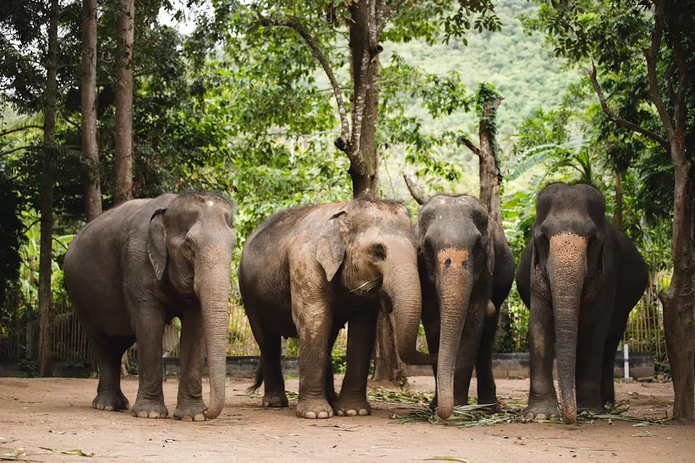 Visit Ethical Elephant Sanctuary Phuket