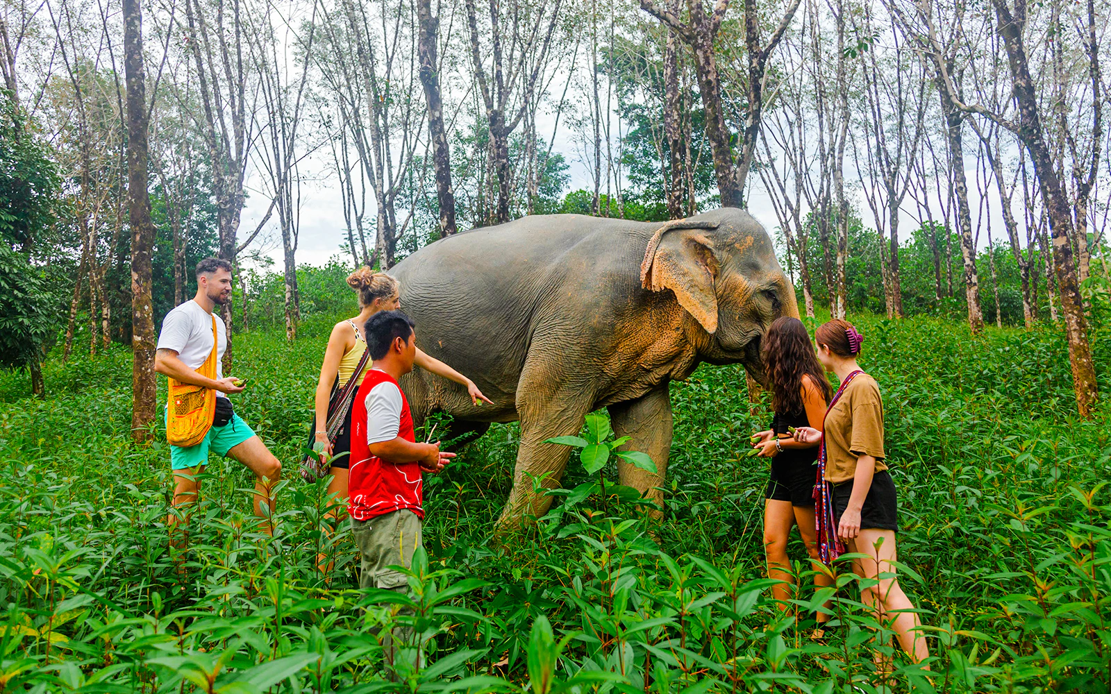 Ethical Elephant Sanctuary Phuket