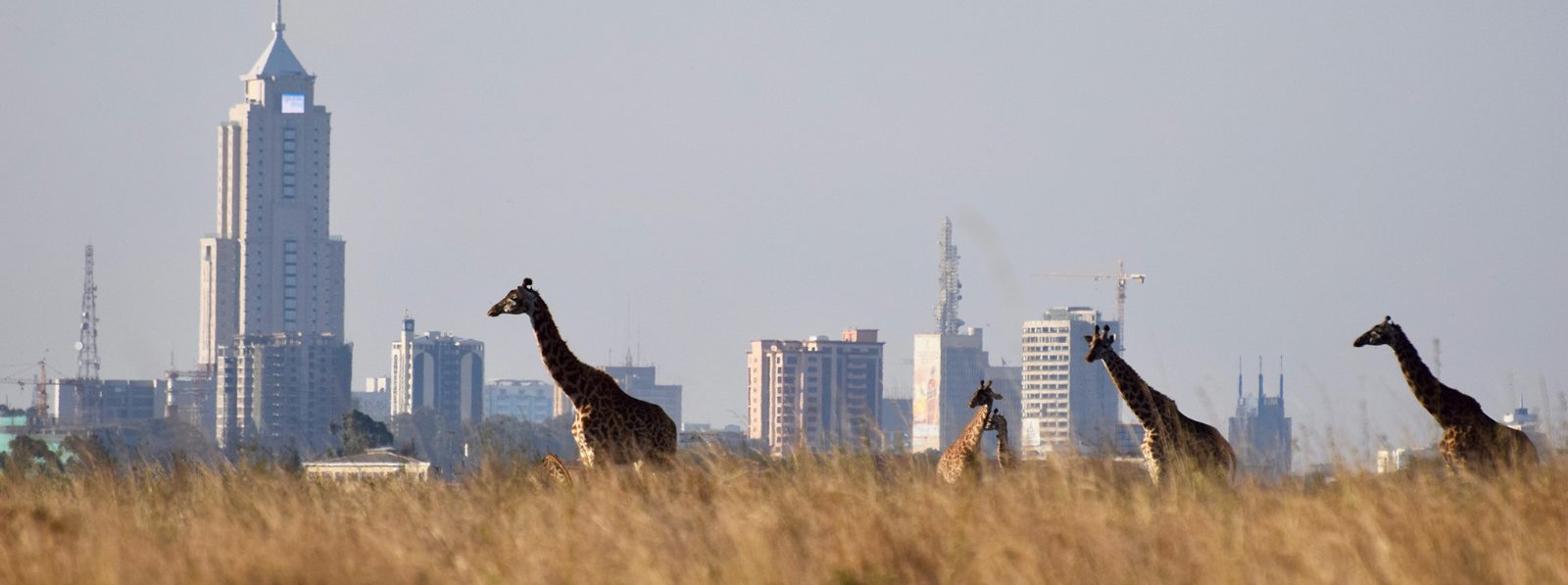 Nairobi National Park Half Day Game Drive