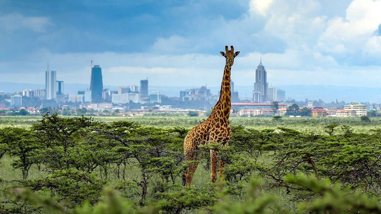 Nairobi National Park Half Day Game Drive