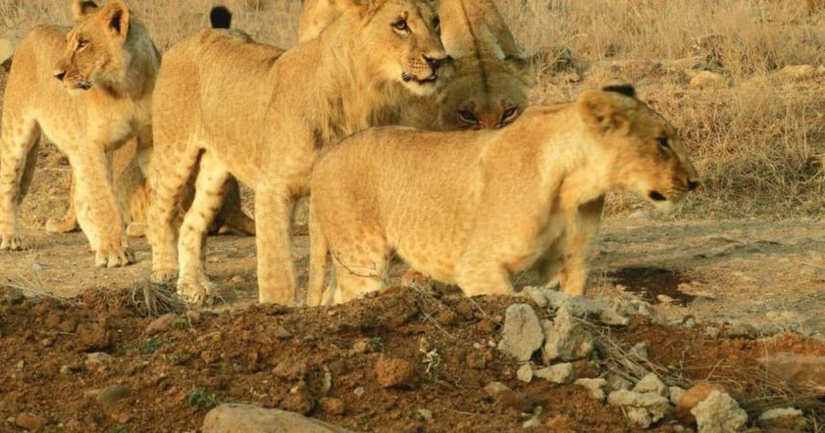 Your experience at Nairobi National Park Half Day Game Drive