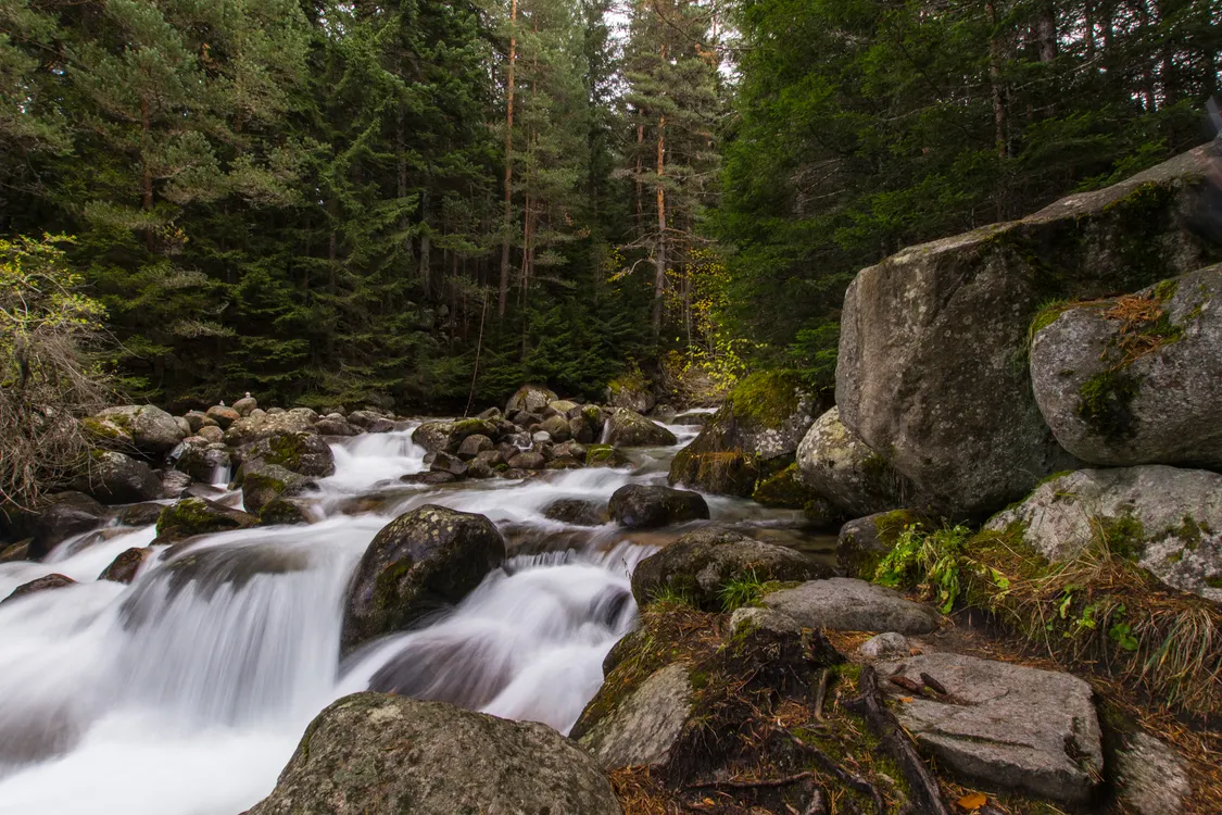 Bansko Alpine Forest