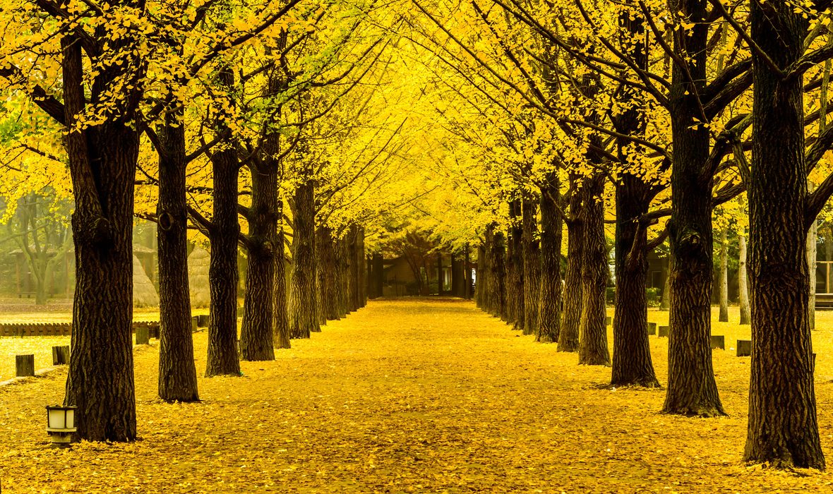 Ginkgo Tree Lane