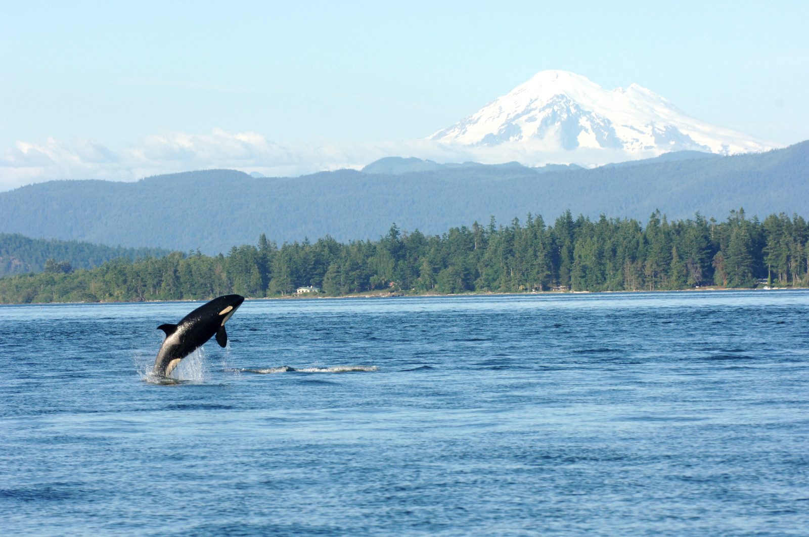 Seattle Whale Watching Tours