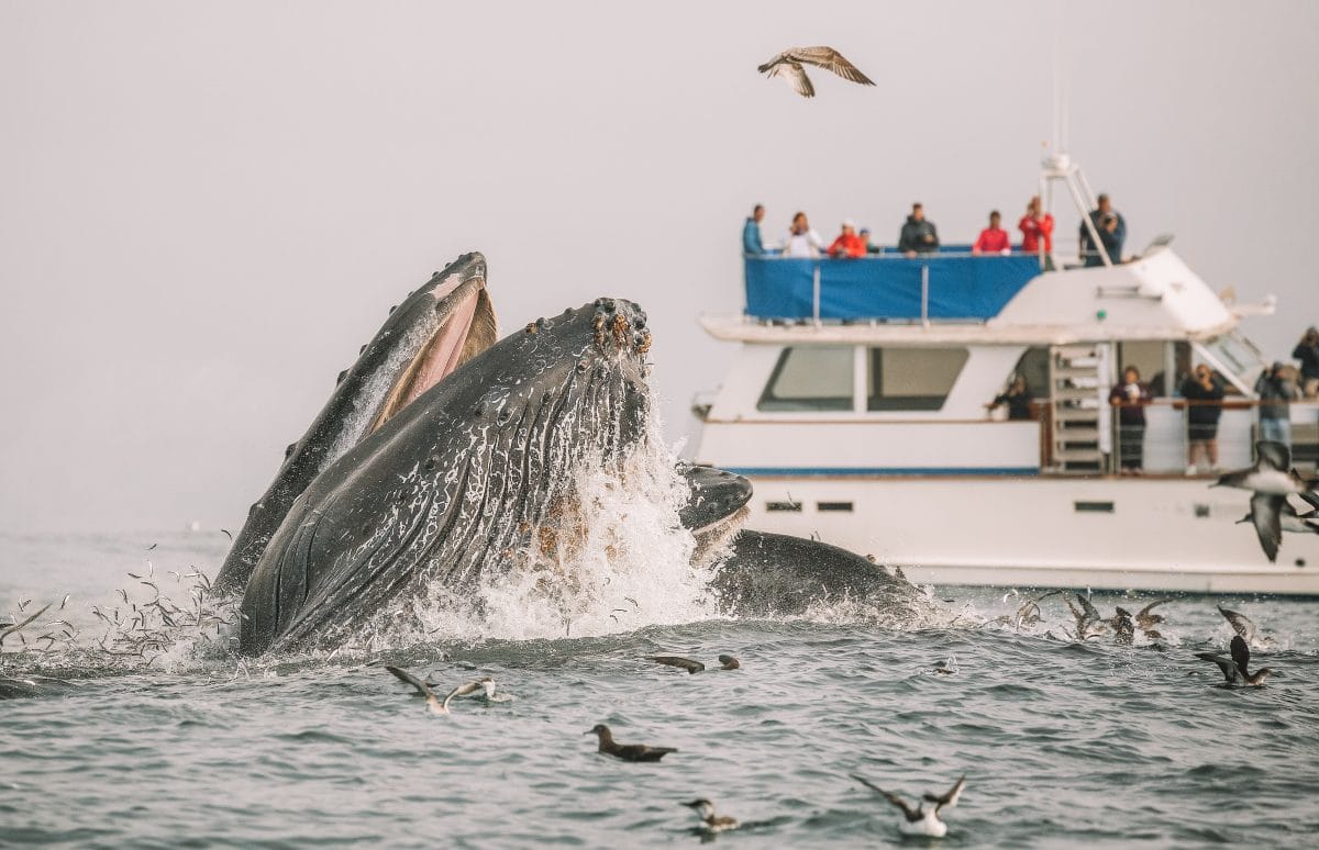 Bay Navigation and Wildlife Spotting