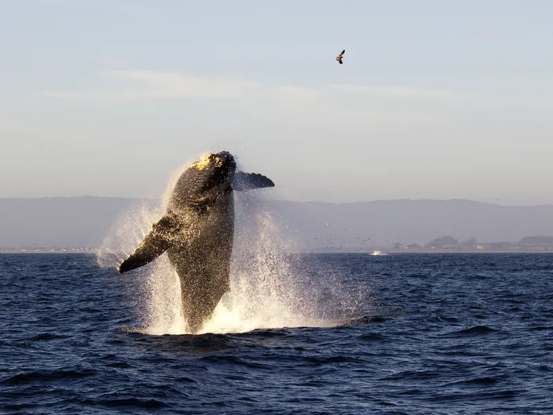 Monterey Whale Watching Tours