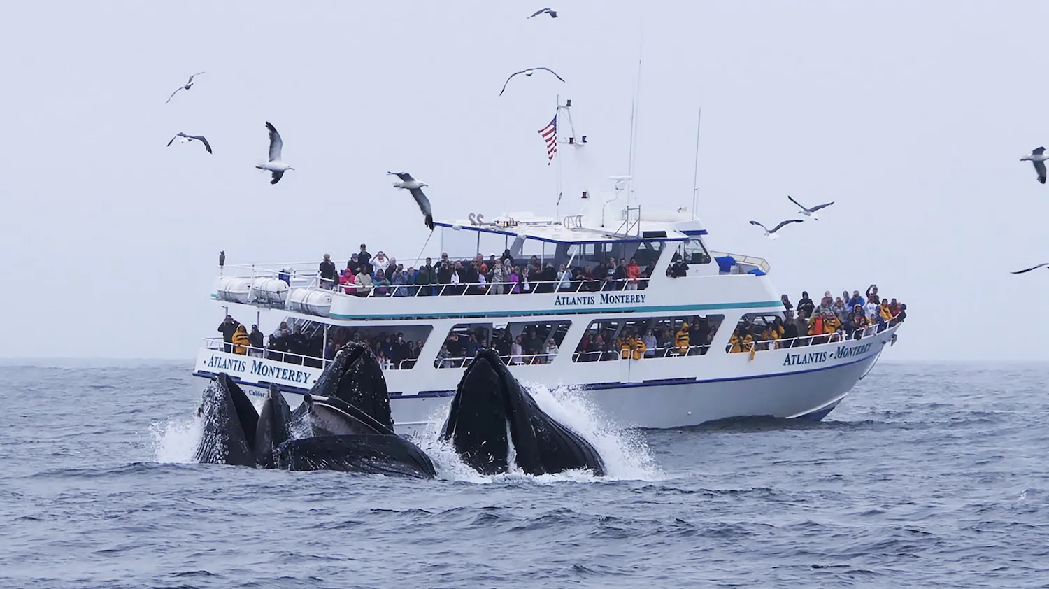 Princess Monterey Vessel