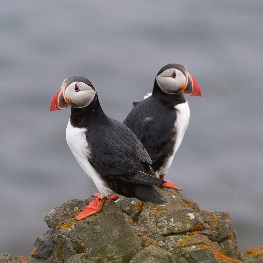 Lundey Puffin Island