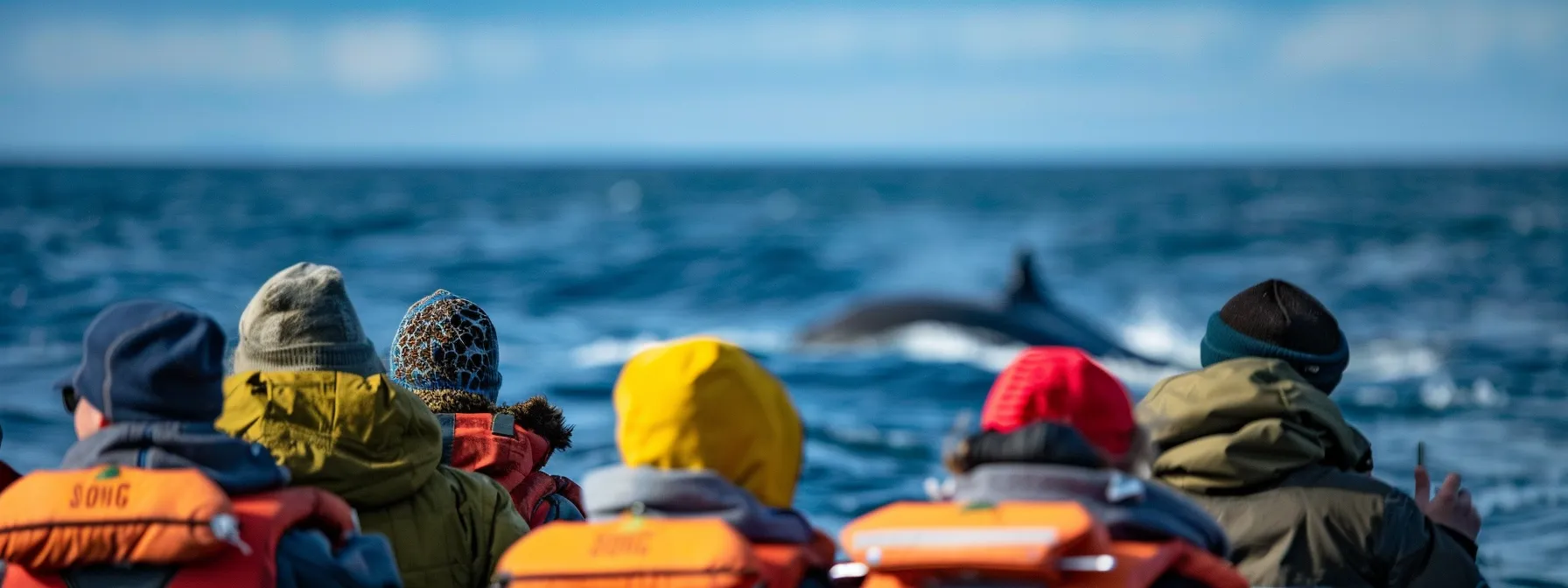 Husavik Whale Watching Tours