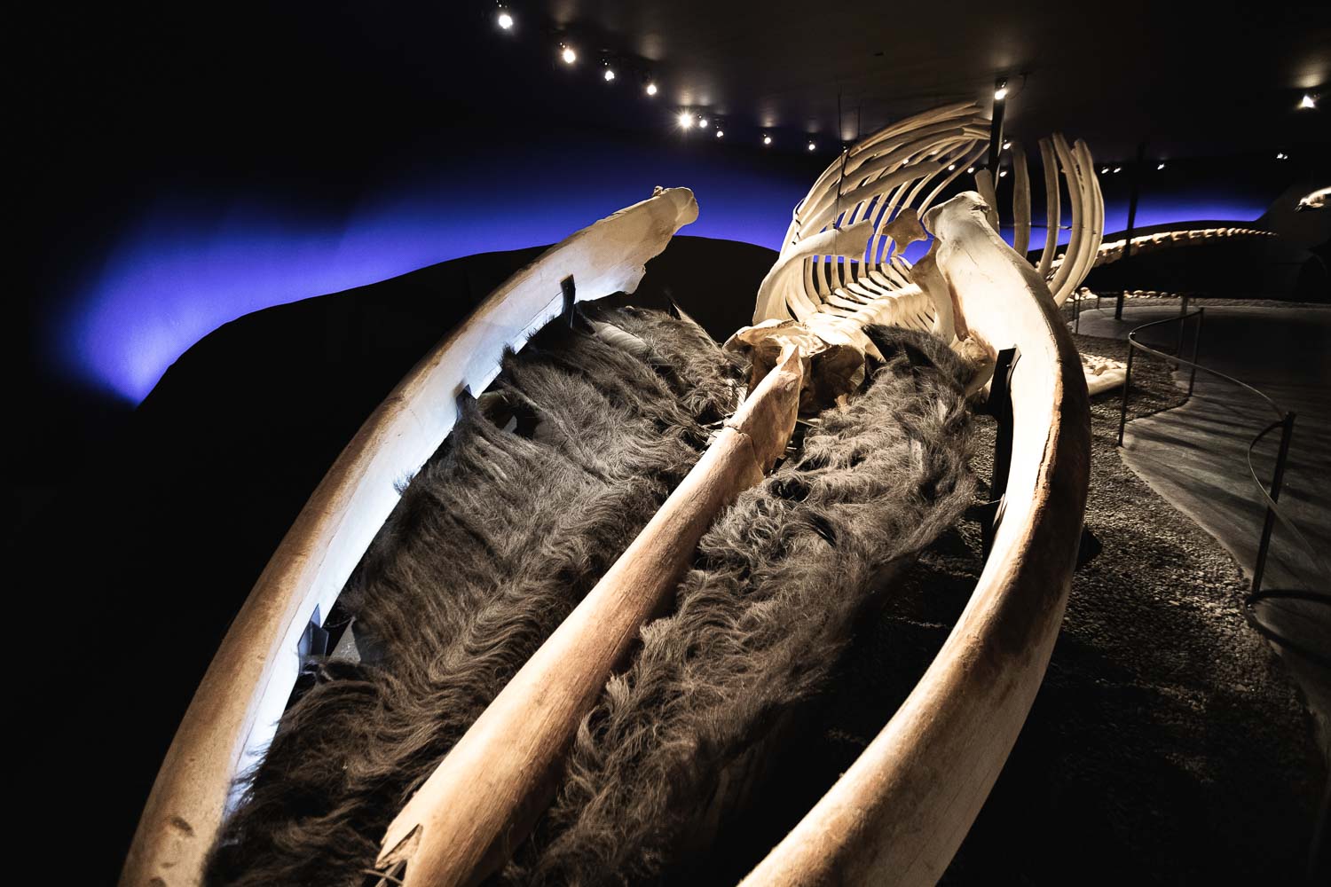 Húsavík Whale Museum