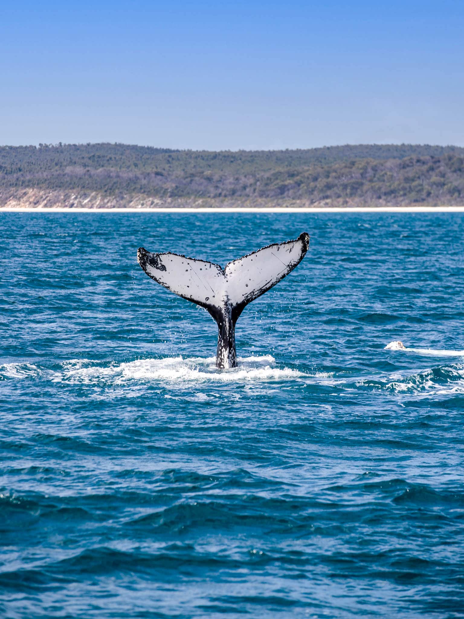 Whale Watching in Platypus Bay