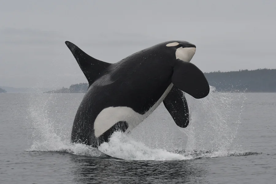 Wildlife and Whale Searching