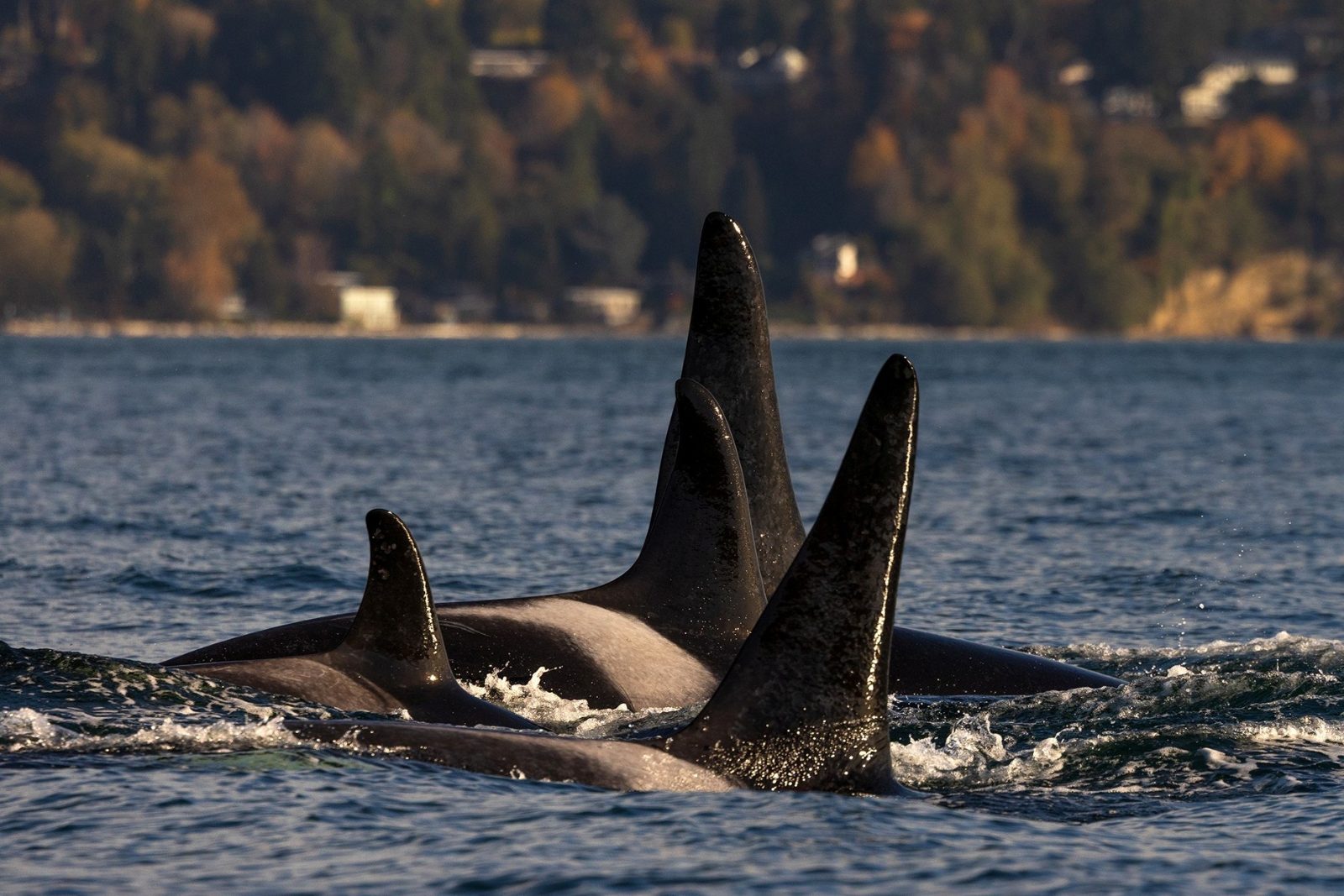 Wildlife & Whale Spotting