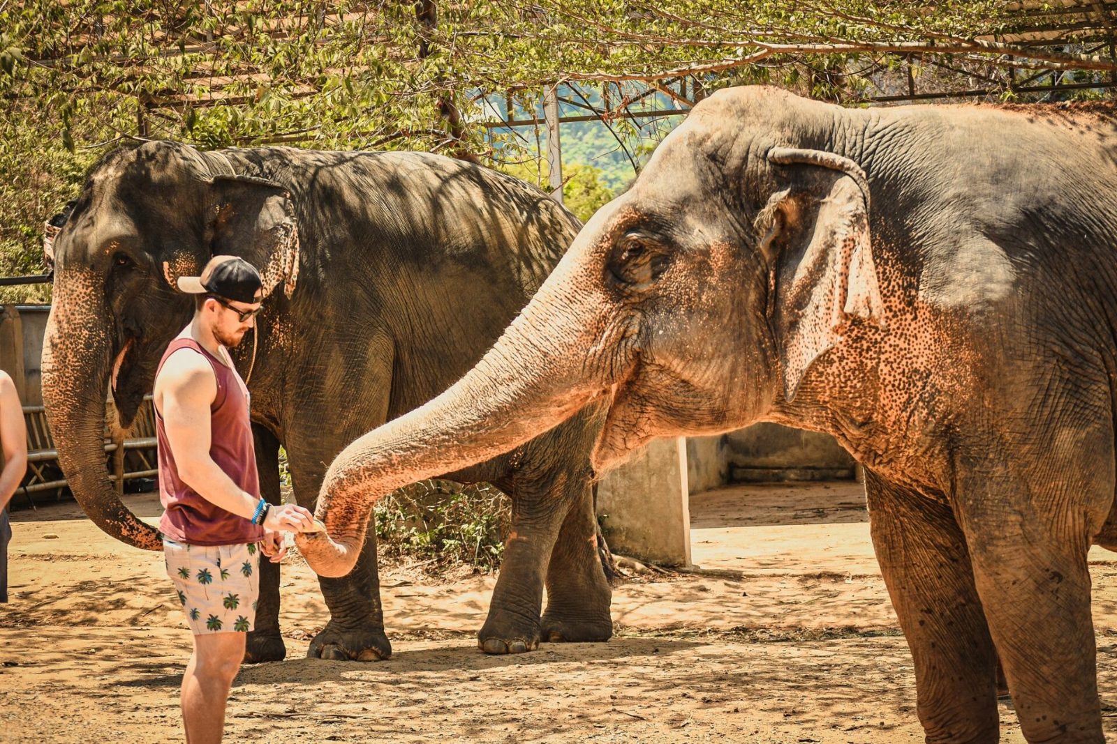 Ethical Elephant Sanctuary Phuket Price