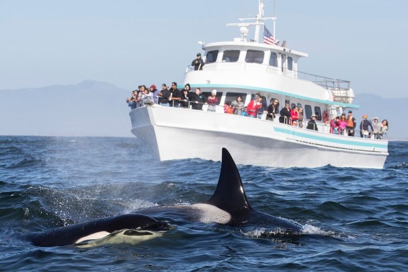 Seattle Gray Whale Watching Tour