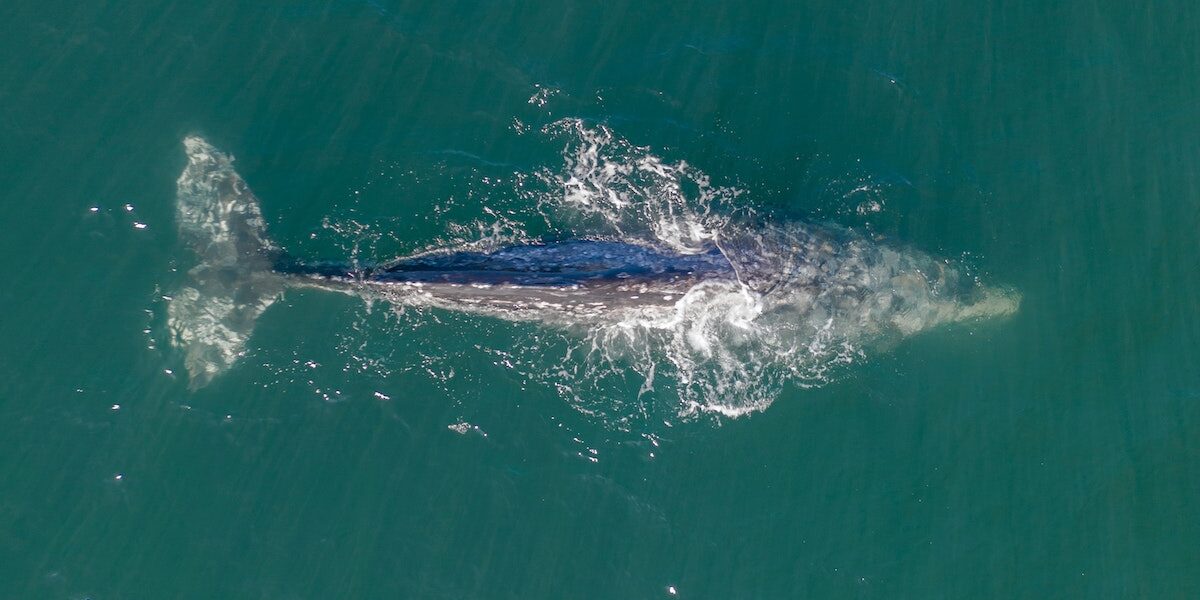 Search for Gray Whales