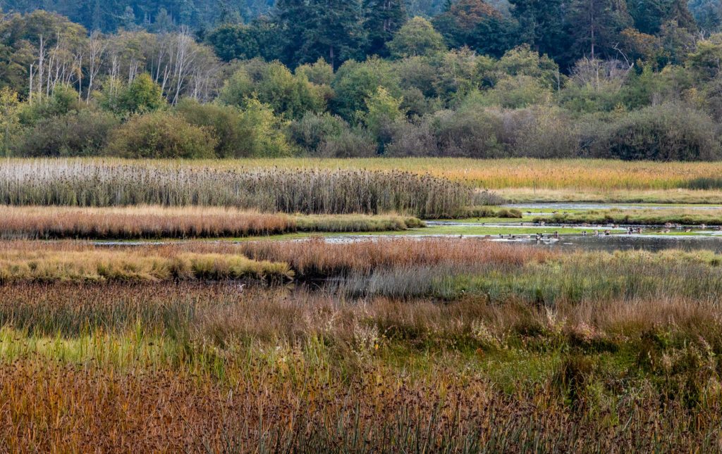 Edmonds Marsh Park