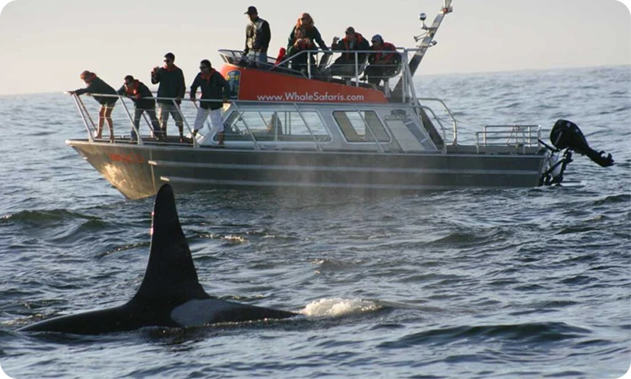 Seattle Edmonds Whale Watching Tour