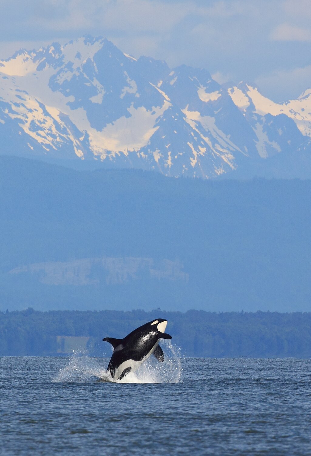Whale Sightings Search